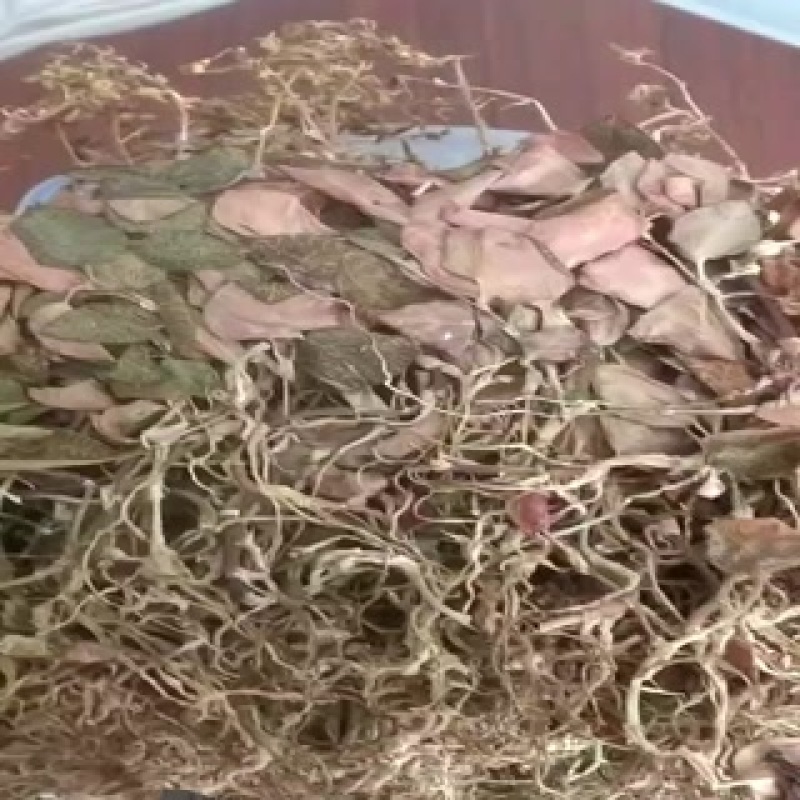 开花种植金线莲
