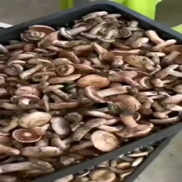 乌枞树菌