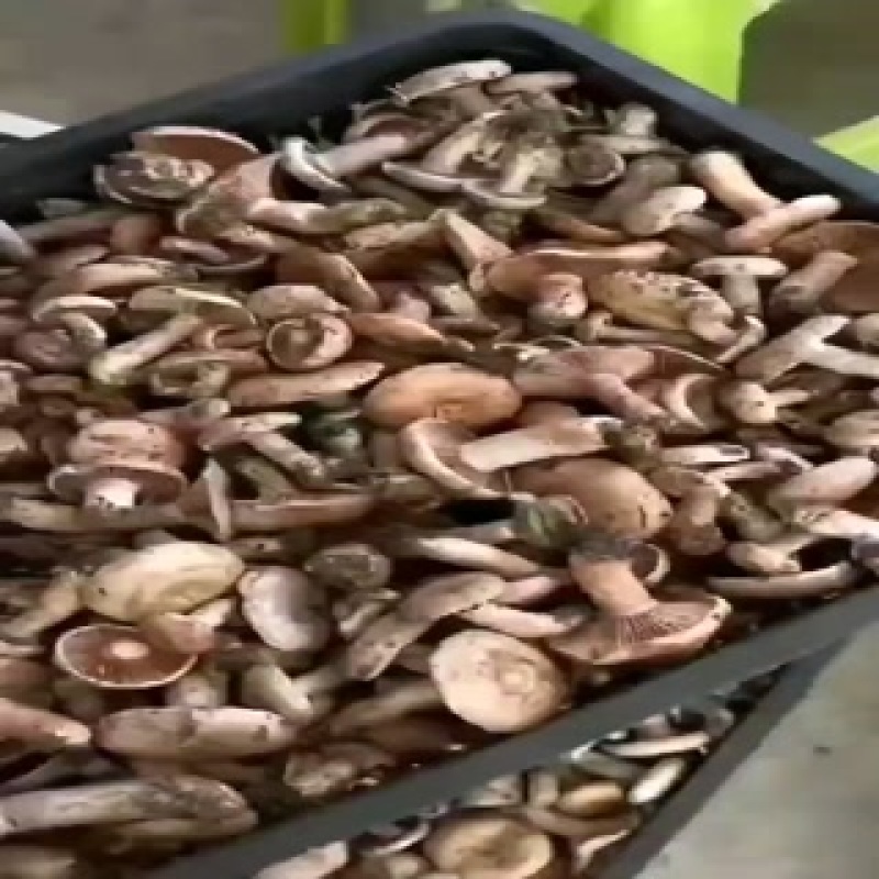 乌枞树菌