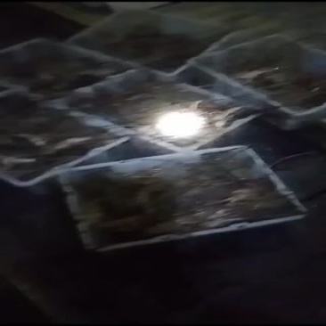 小青龙，油龙一手供应商