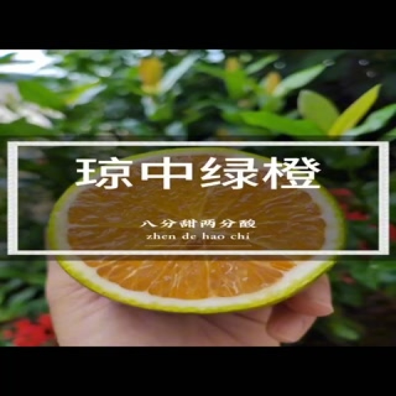 【琼中绿橙】保证每天新鲜采摘，可一件代发