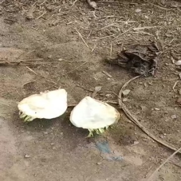 芥菜头大量上市中有需要老板联系我哦