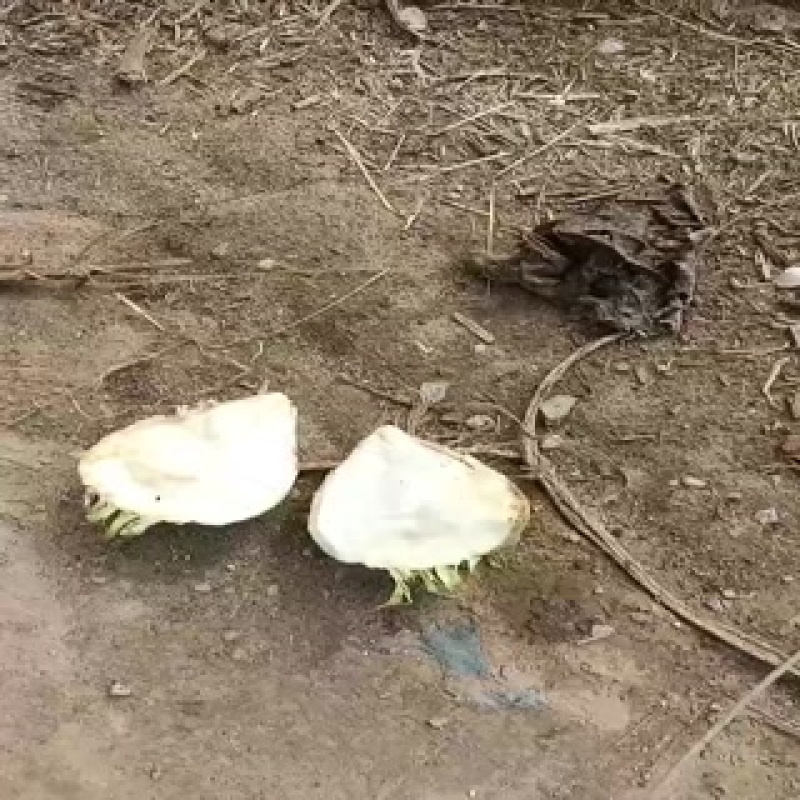 芥菜头大量上市中有需要老板联系我哦