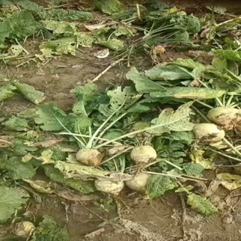 芥菜头大量上市中有需要老板联系我哦