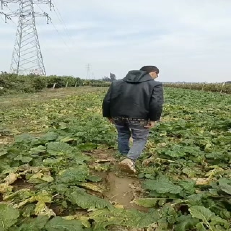 芥菜头大量上市中有需要老板联系我哦