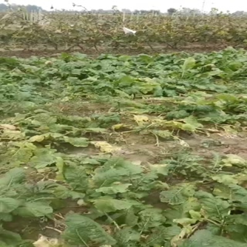 芥菜头大量上市中有需要老板联系我哦