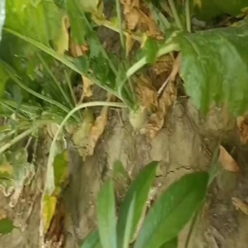 芥菜头大量上市中有需要老板联系我哦