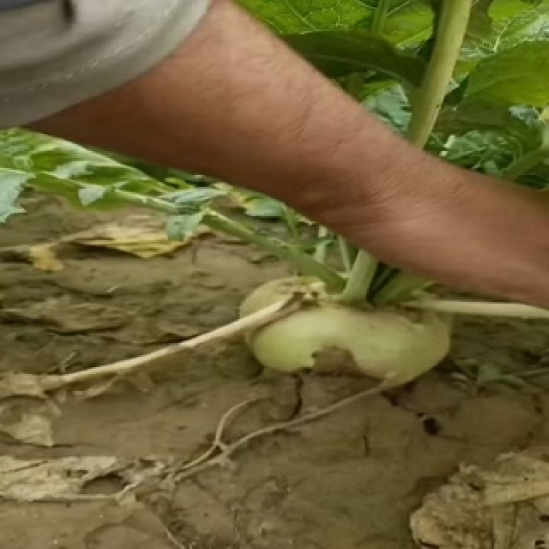 芥菜头大量上市中有需要老板联系我哦