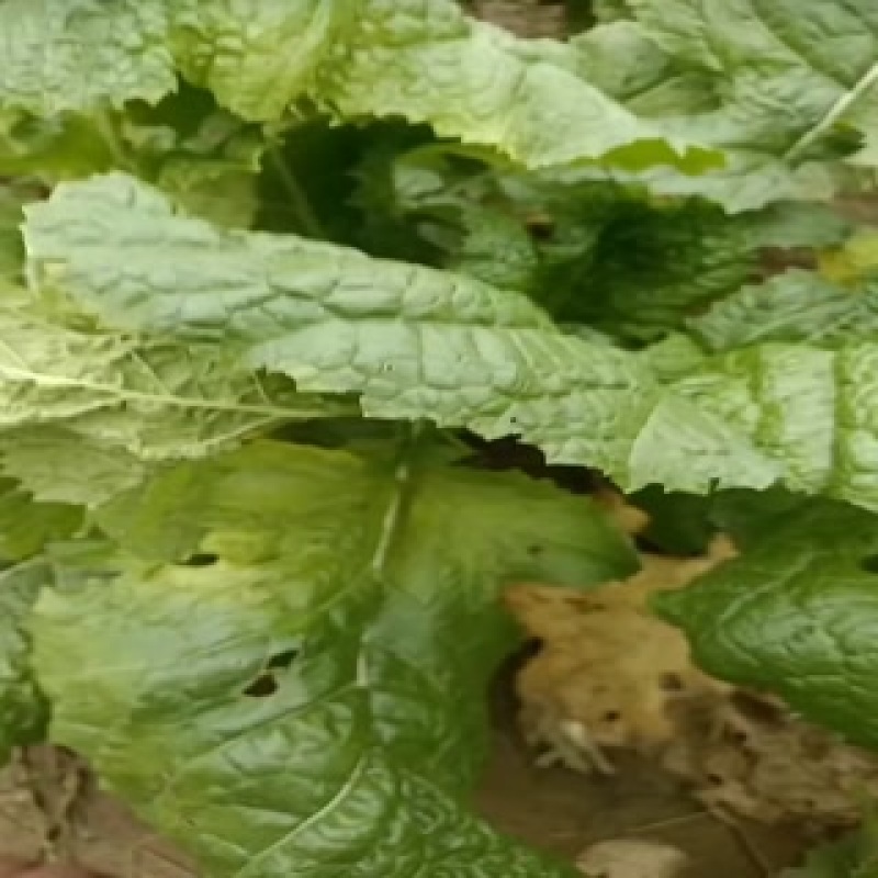 芥菜头大量上市中有需要老板联系我哦