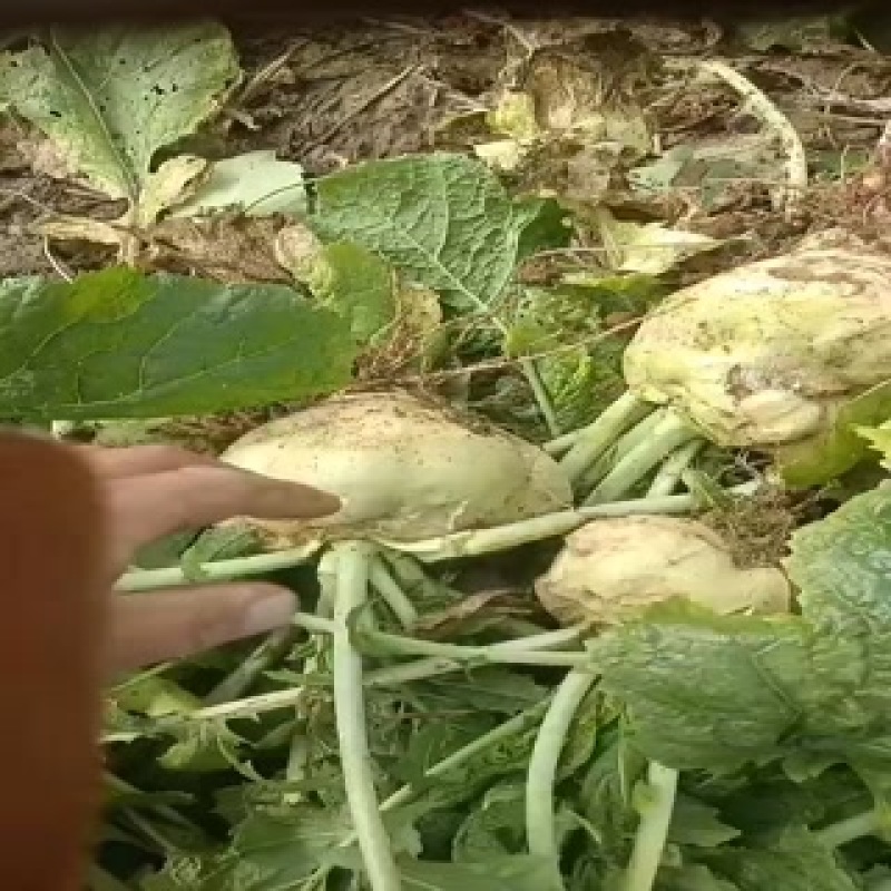 芥菜头大量上市中有需要老板联系我哦