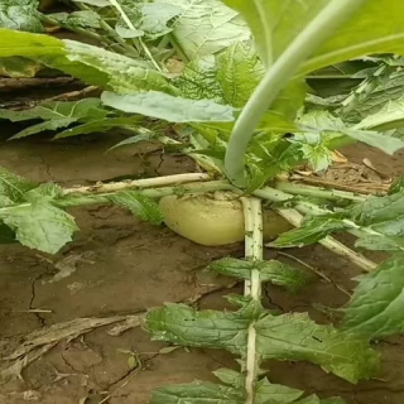 芥菜头大量上市中有需要老板联系我哦