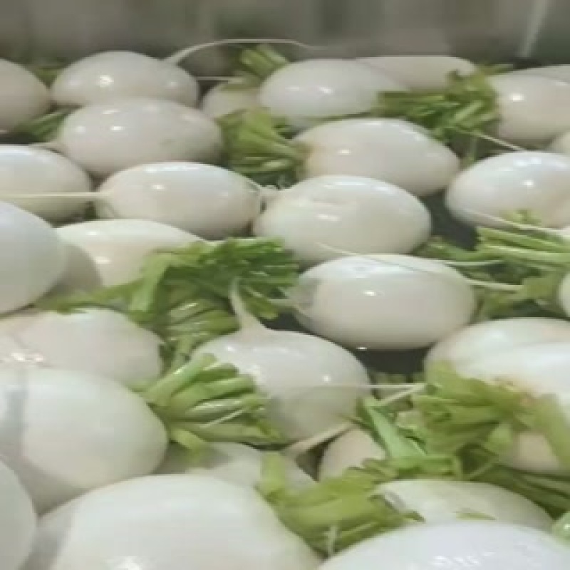 精品圆萝卜上市了