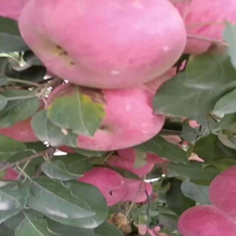 红富士