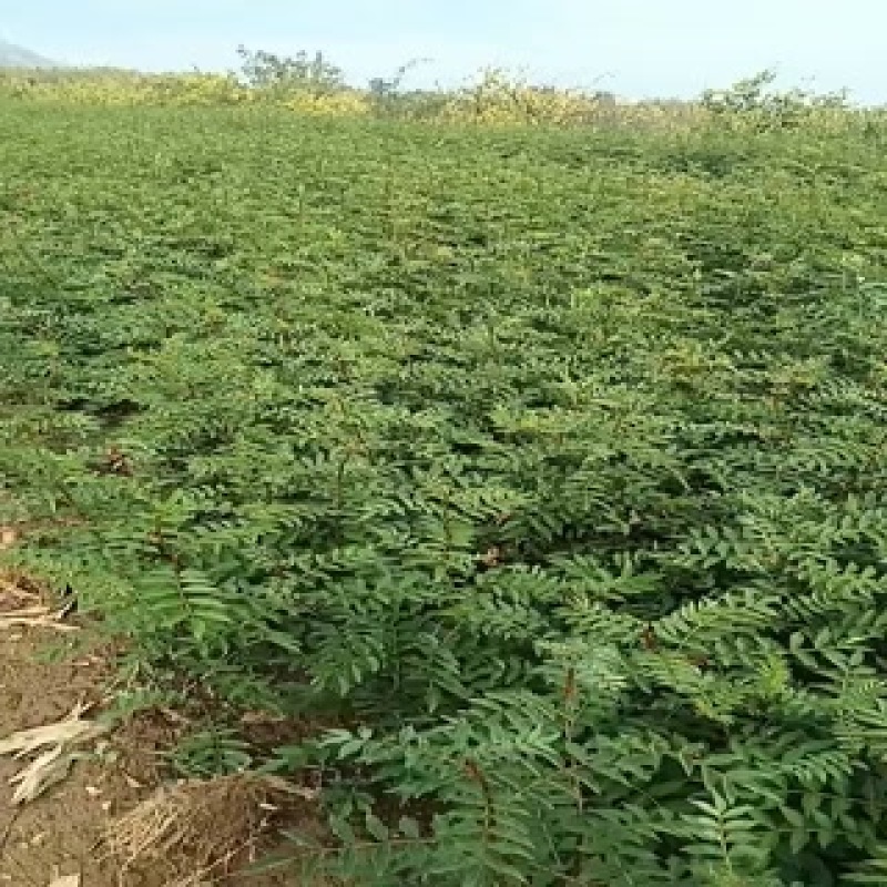 无刺花椒苗
