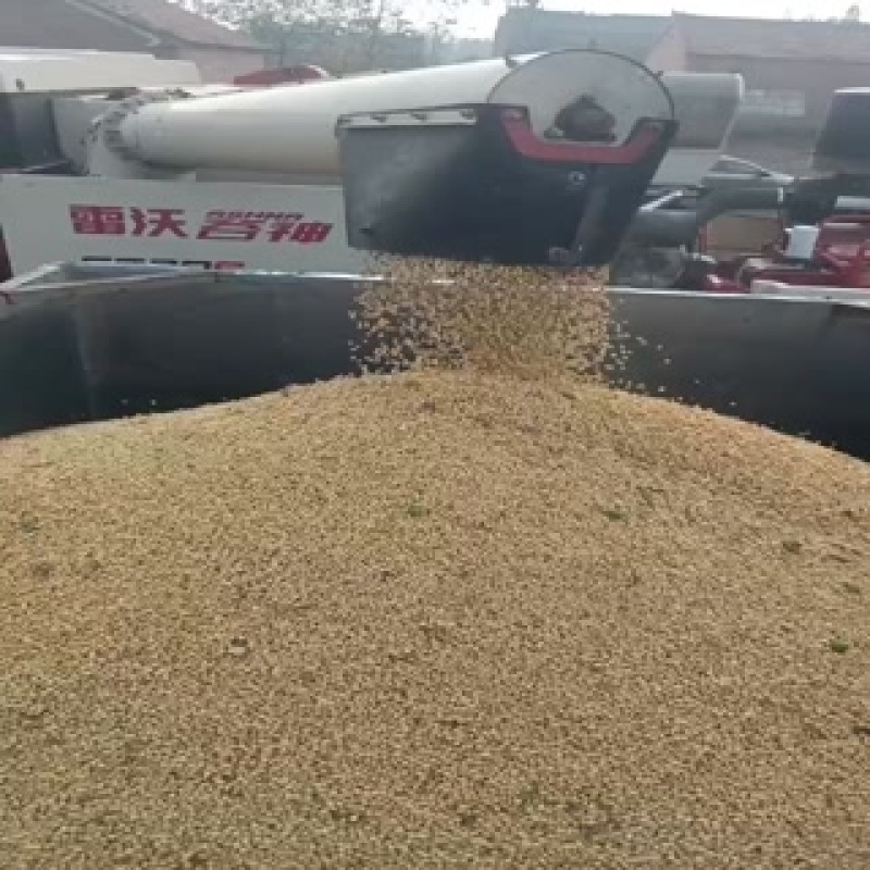 大豆