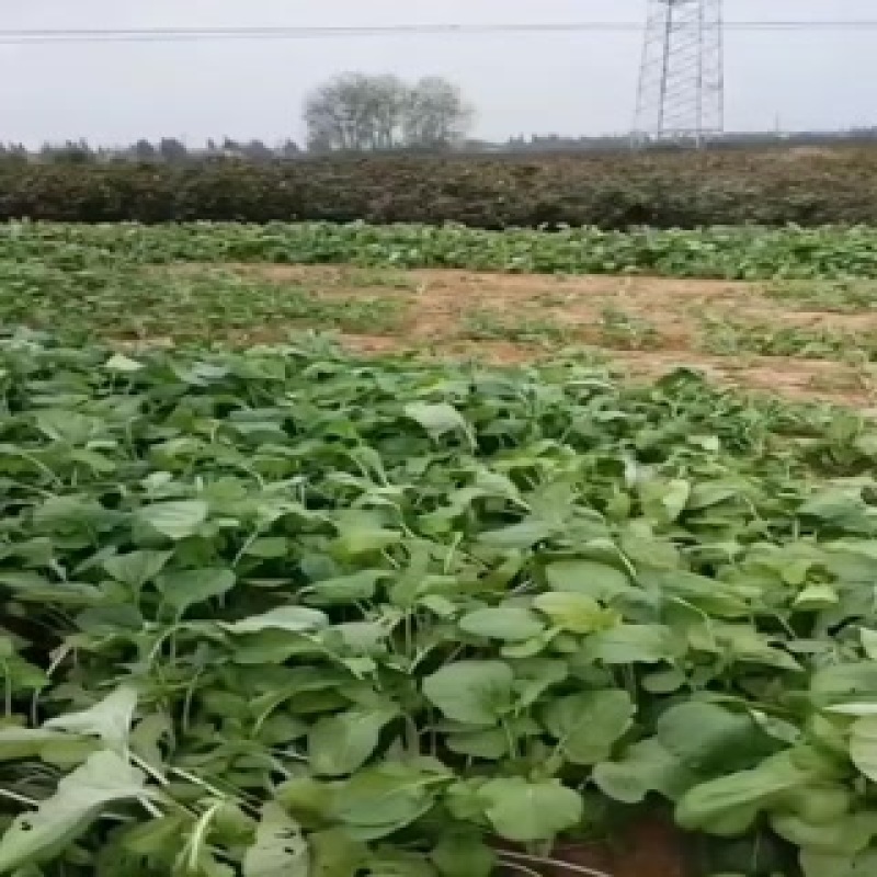 箭杆白上市了，有需要老板随时订购微***********