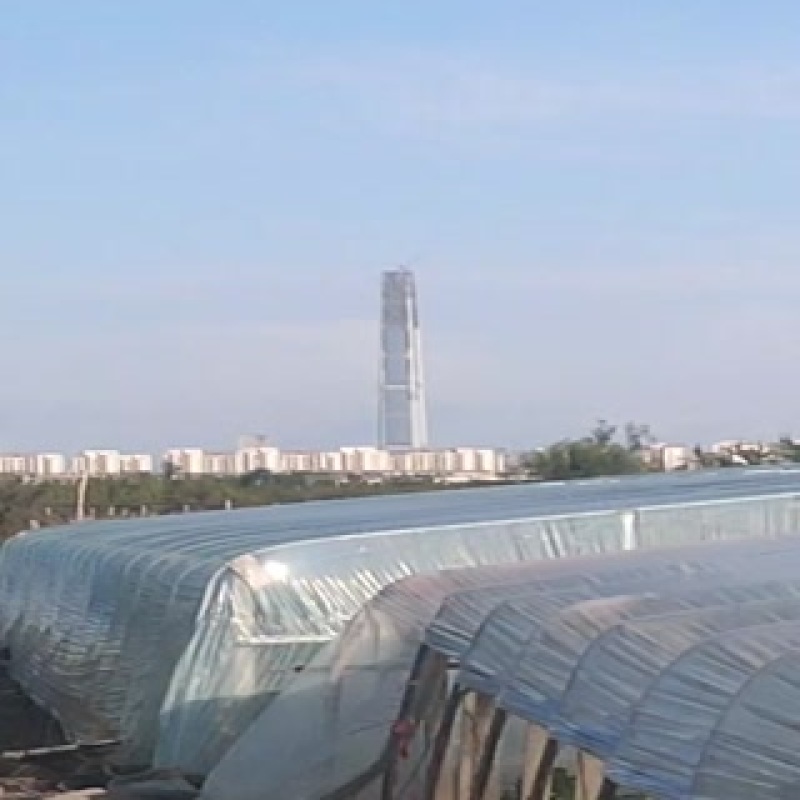 天津沙窝萝卜一件代发