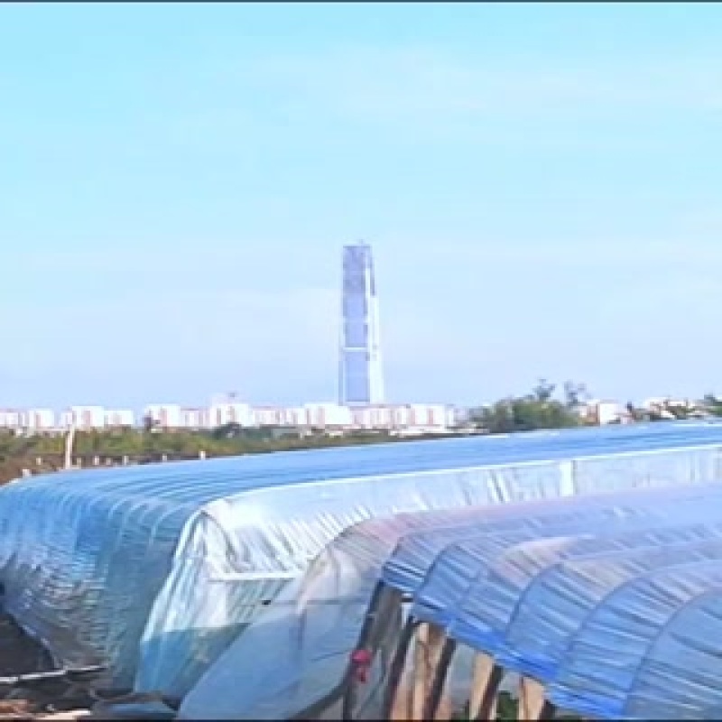 天津沙窝萝卜一件代发