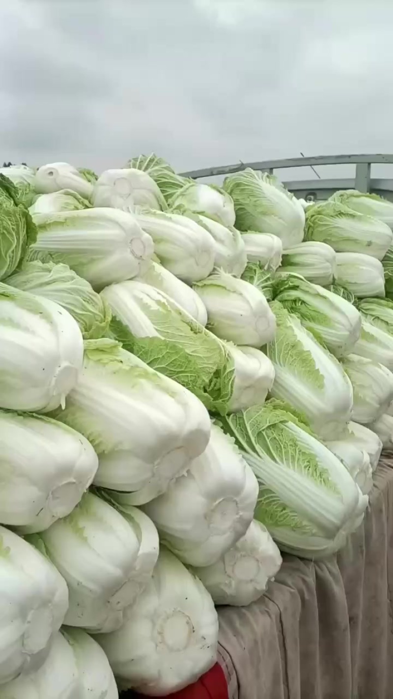 宁夏白菜