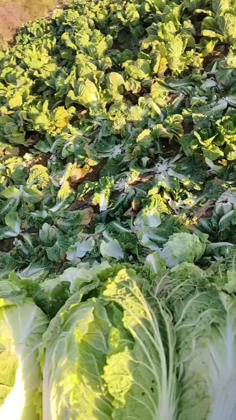 宁夏白菜
