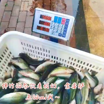 高位池，深井水养殖鲈鱼，6--9两加州鲈
