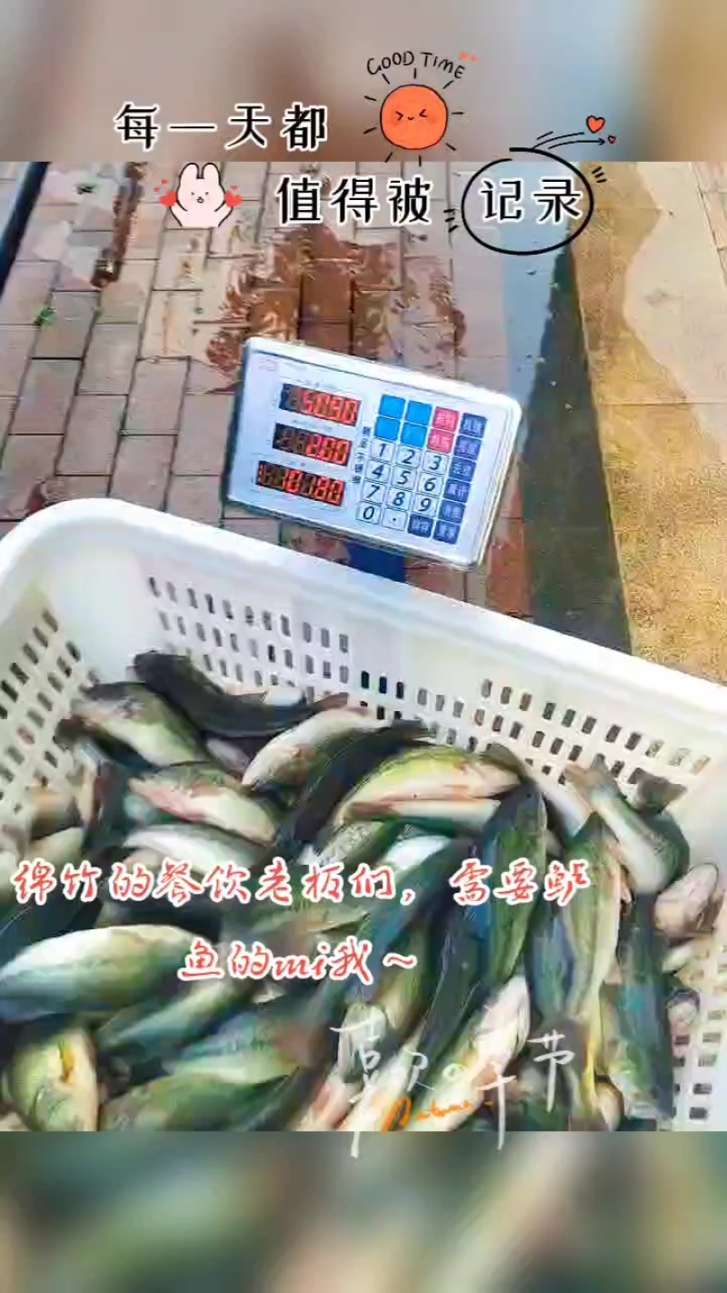 高位池，深井水养殖鲈鱼，6--9两加州鲈