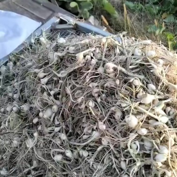 小根蒜现货下来了吗需要的来吧！