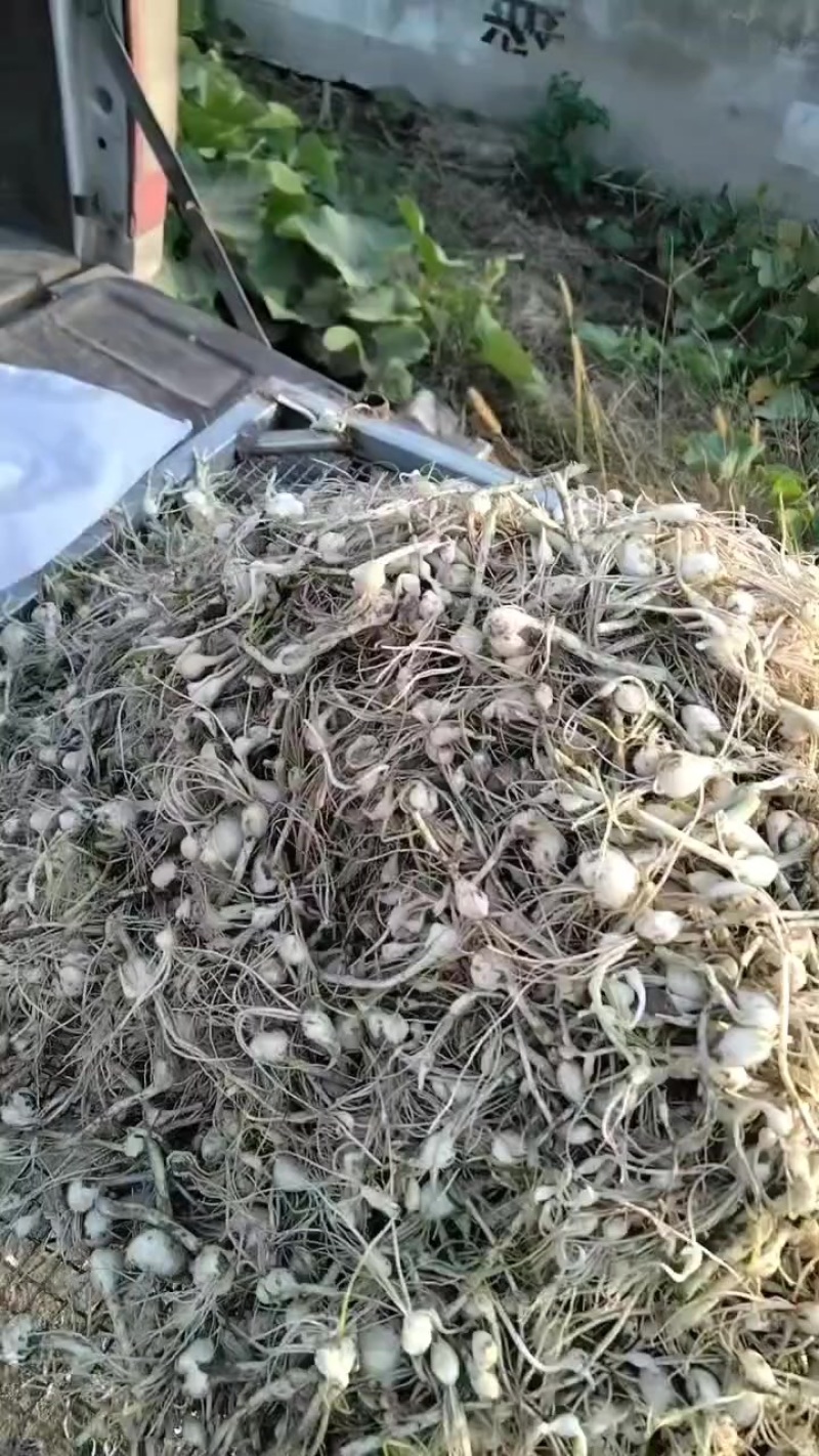 小根蒜现货下来了吗需要的来吧！