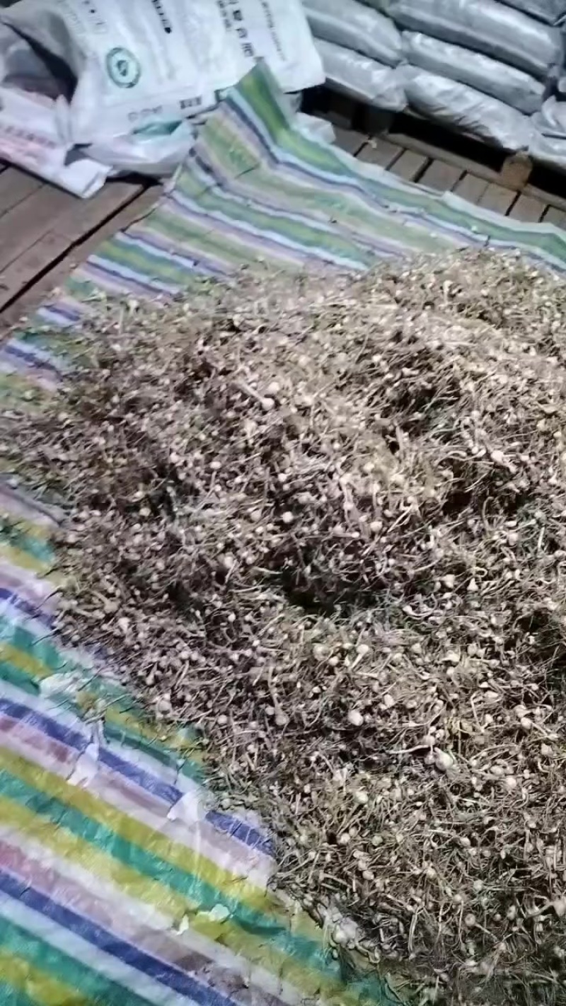 小根蒜现货下来了吗需要的来吧！