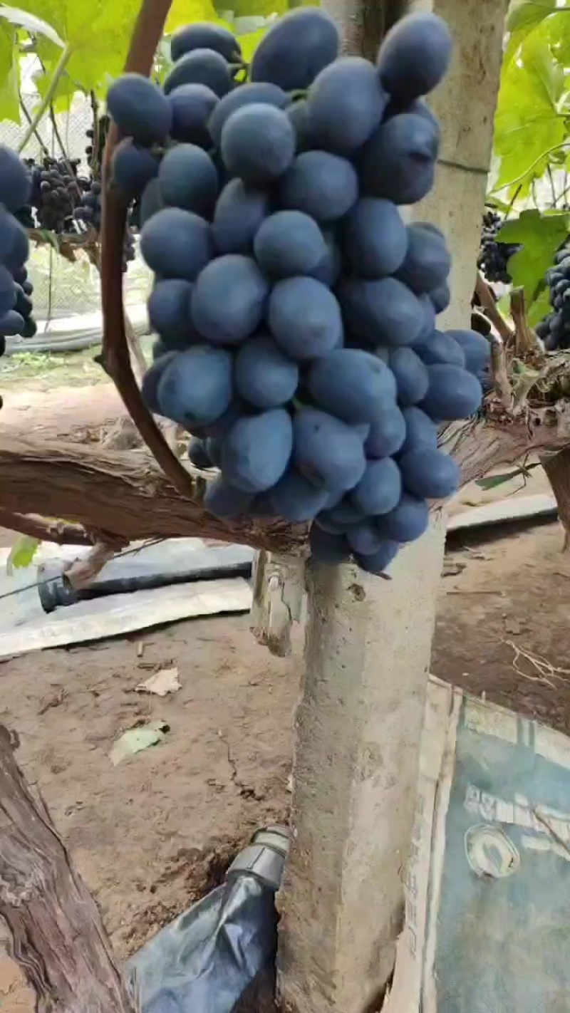 黑堤葡萄