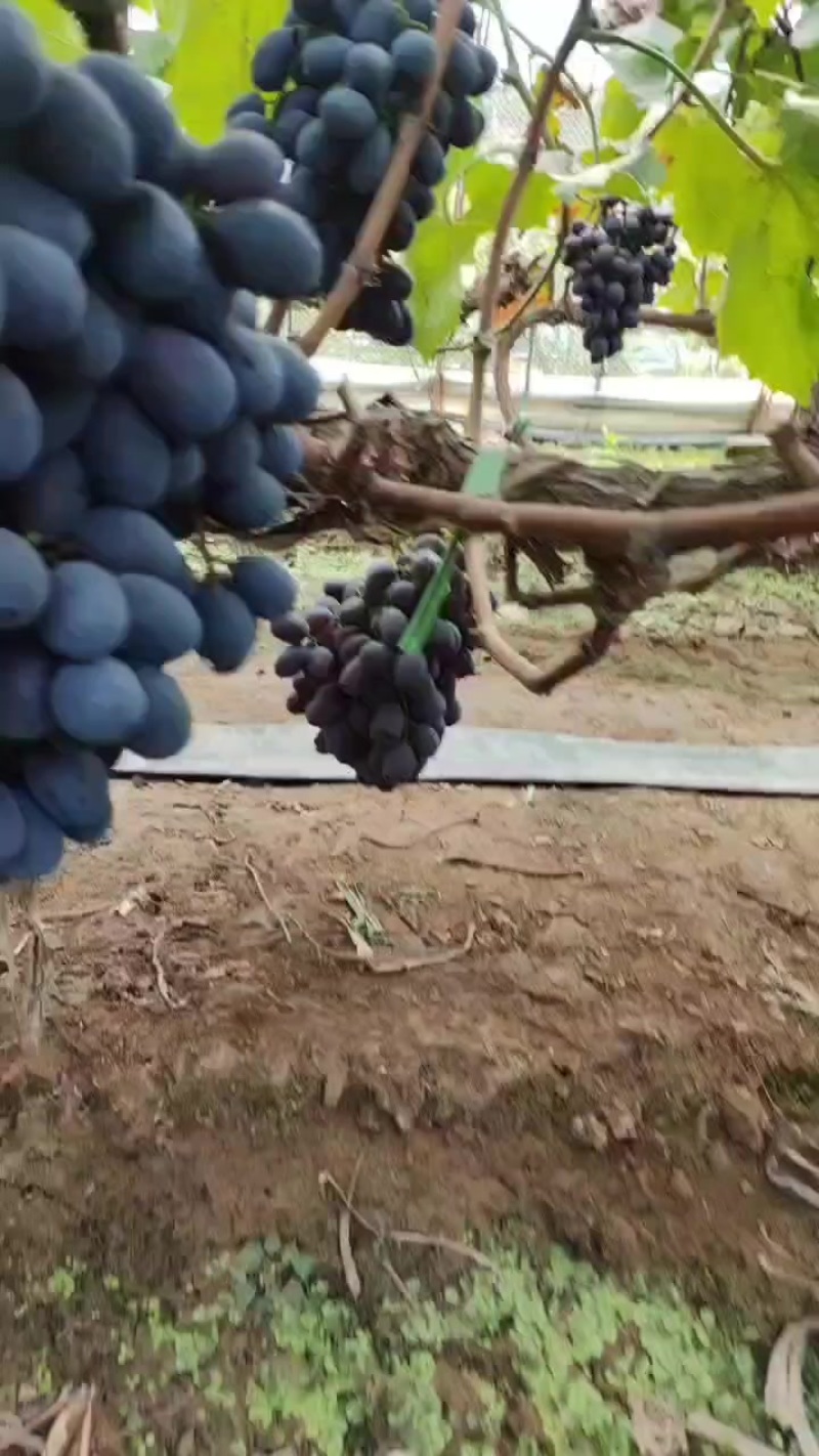 黑堤葡萄
