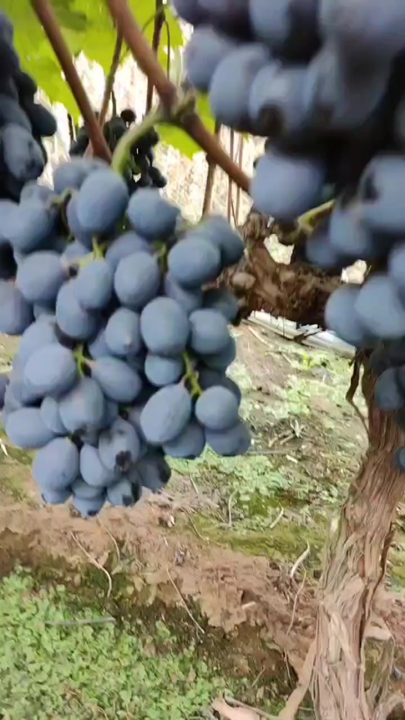黑堤葡萄