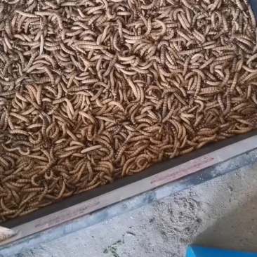 鲜活大麦虫