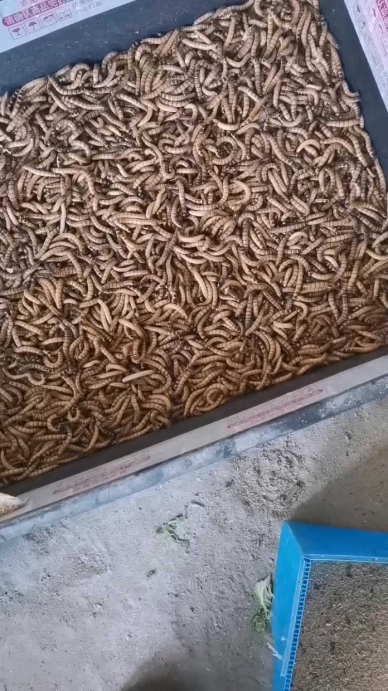 鲜活大麦虫