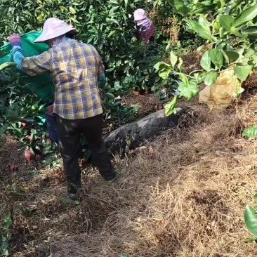 现採，葡萄柚一斤5毛
