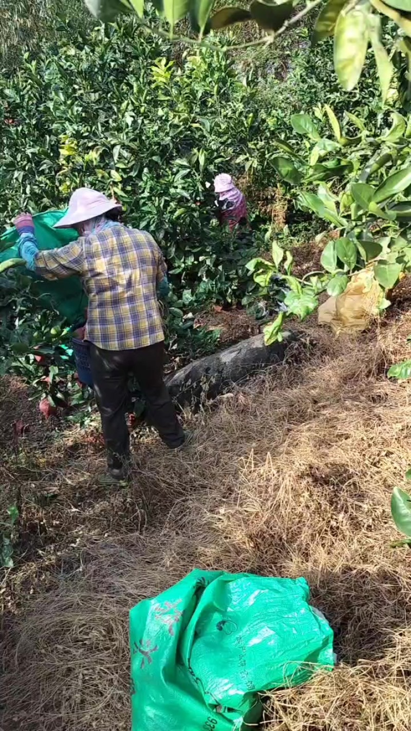 现採，葡萄柚一斤5毛