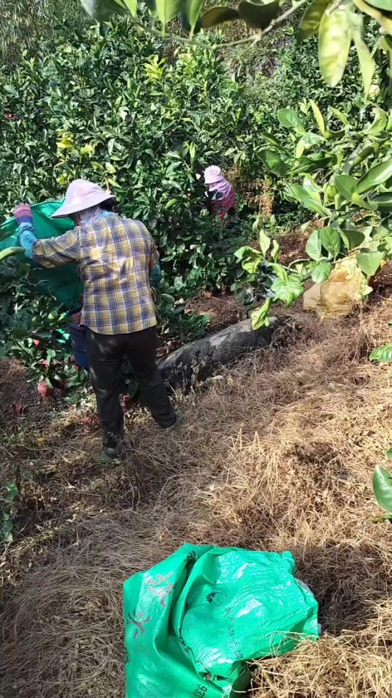 现採，葡萄柚一斤5毛