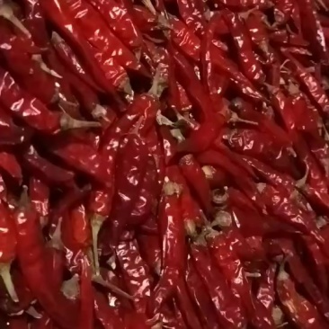 干辣椒二荆条，自家种的，纯一手货源，保证品质，量大从优。