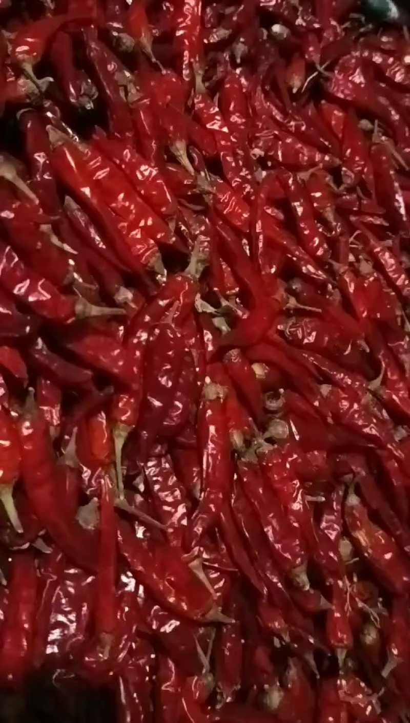干辣椒二荆条，自家种的，纯一手货源，保证品质，量大从优。
