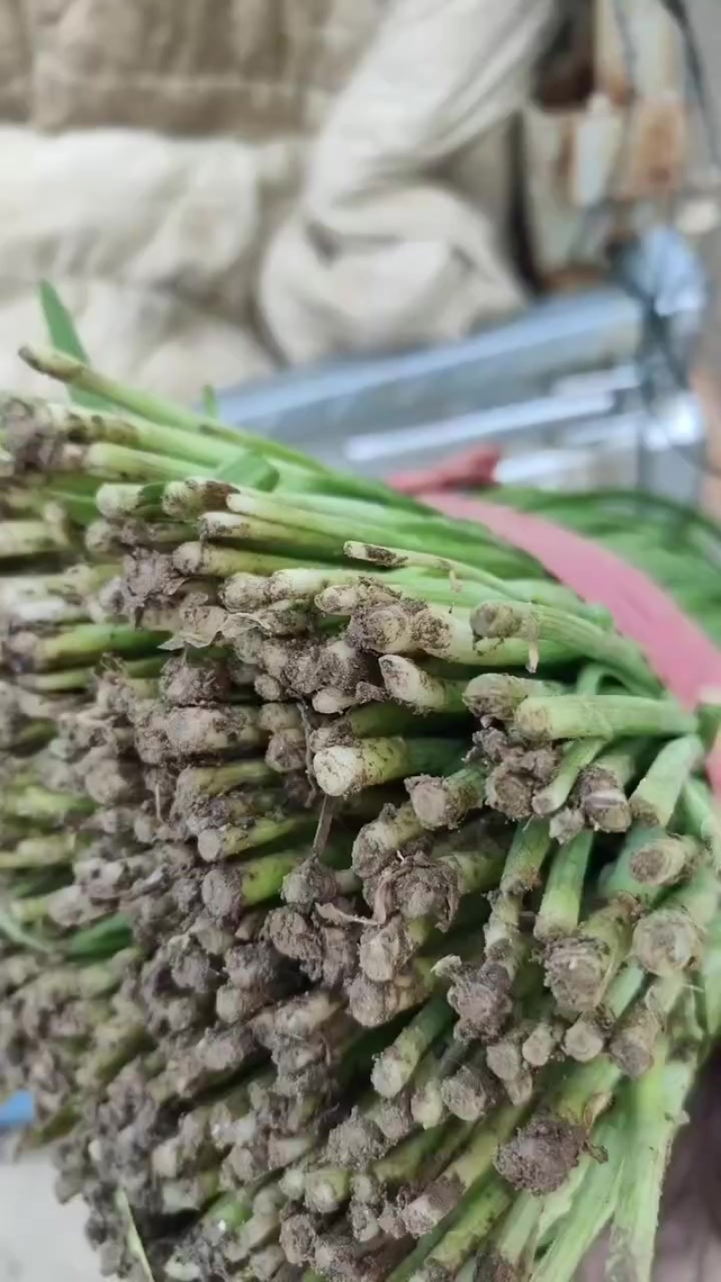 精品韭菜大量上市！