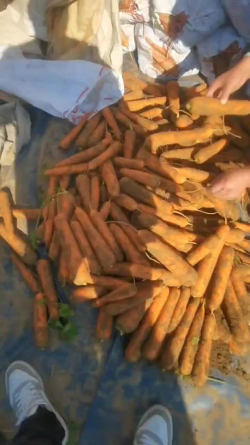 胡萝卜