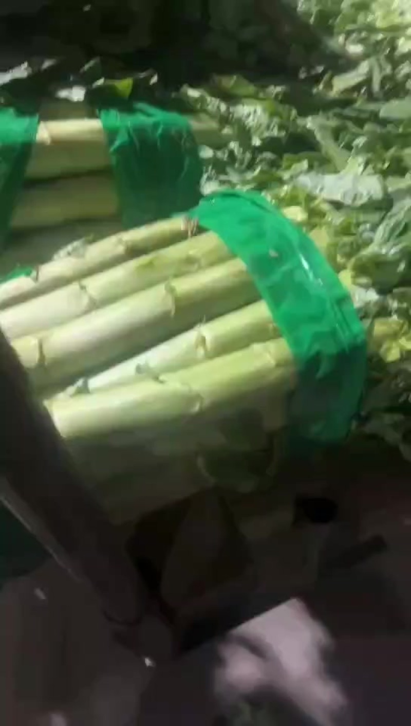 三青莴笋