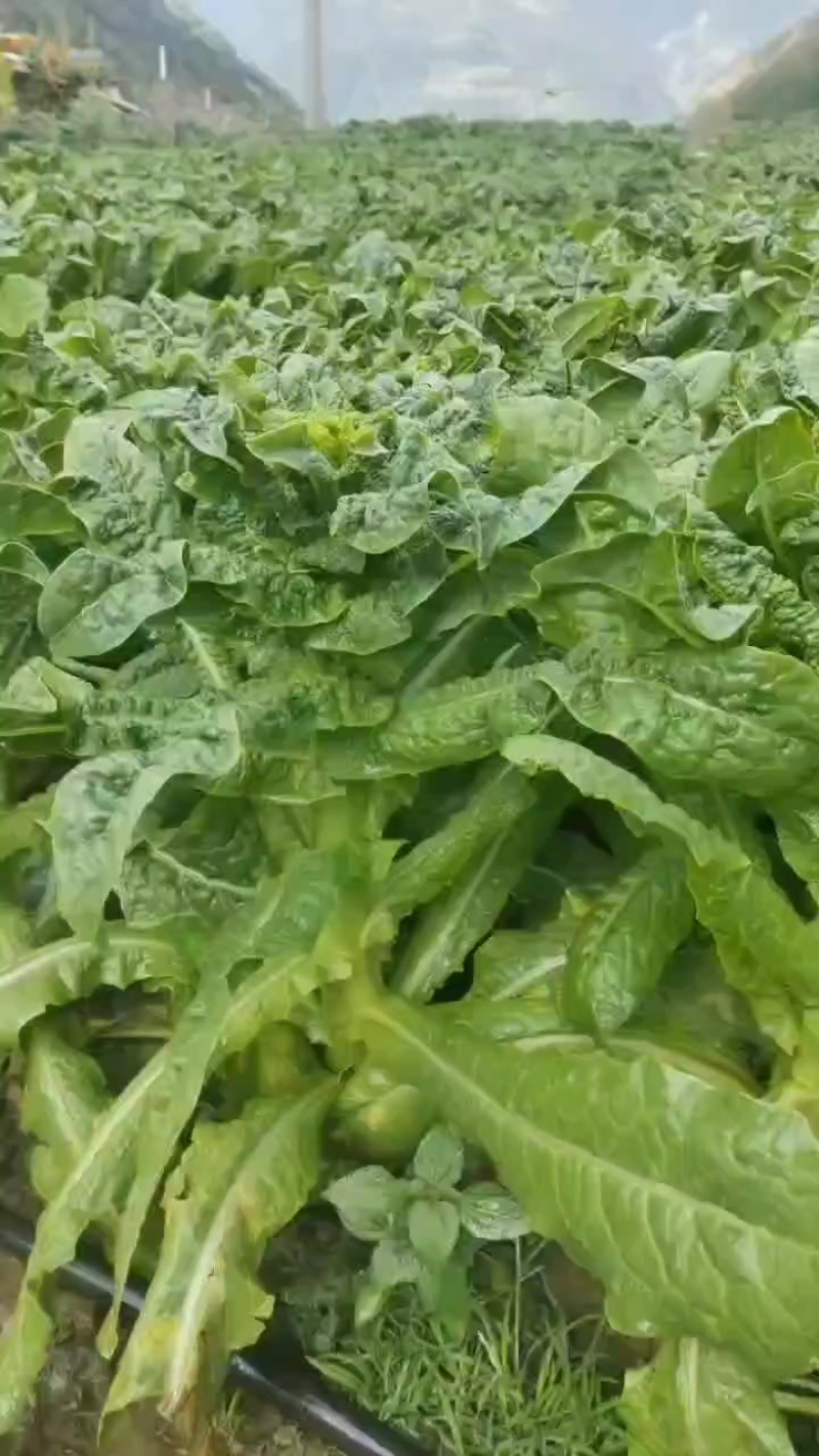 三青莴笋
