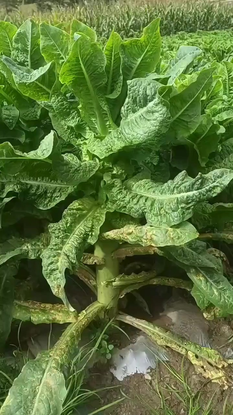 三青莴笋