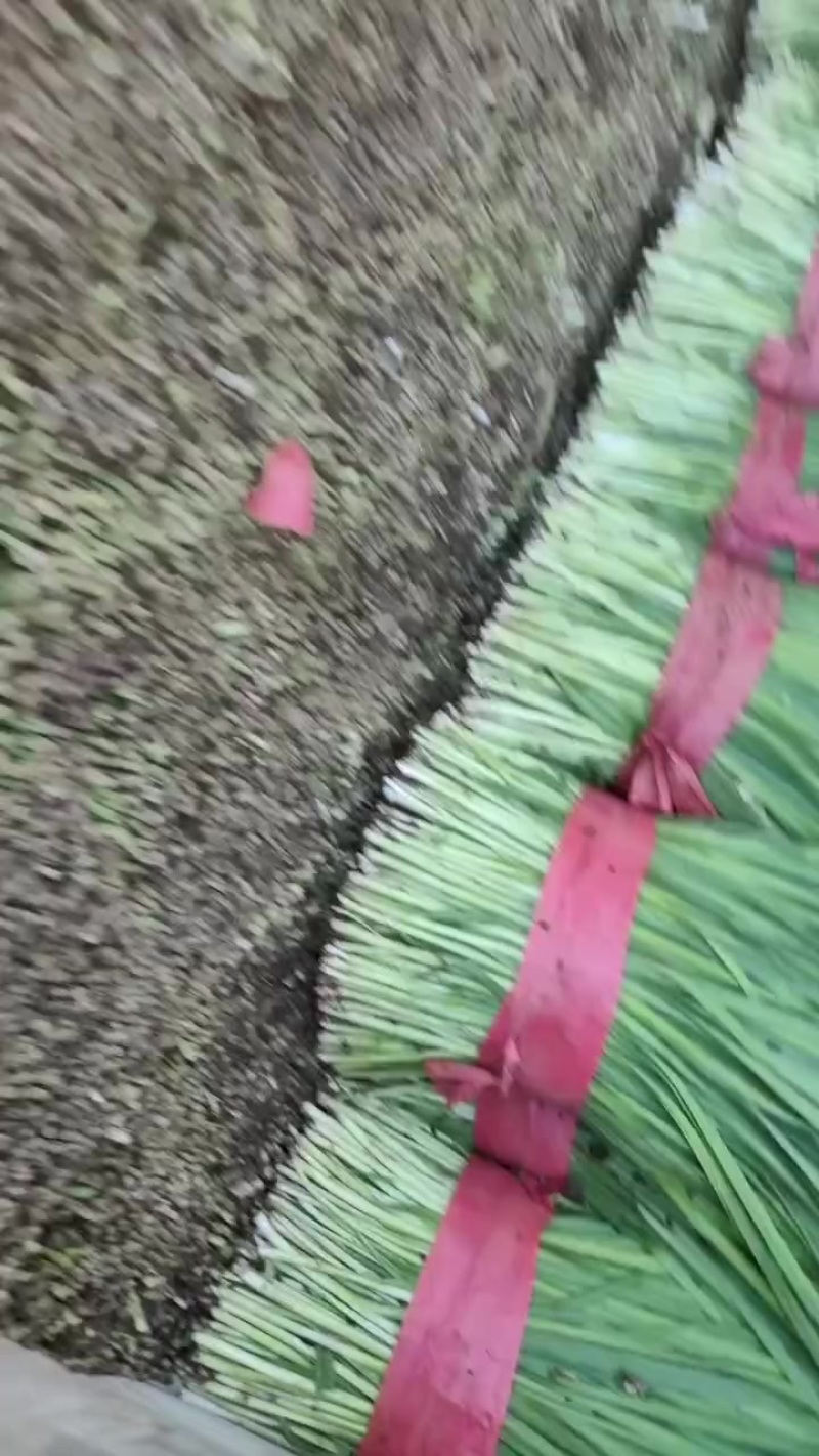 精品韭菜
