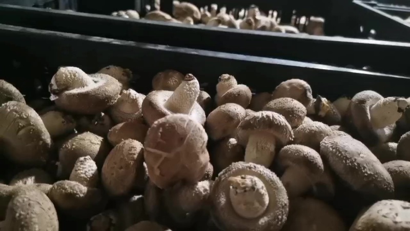 基地香菇