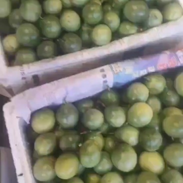 钦蜜九号黄金