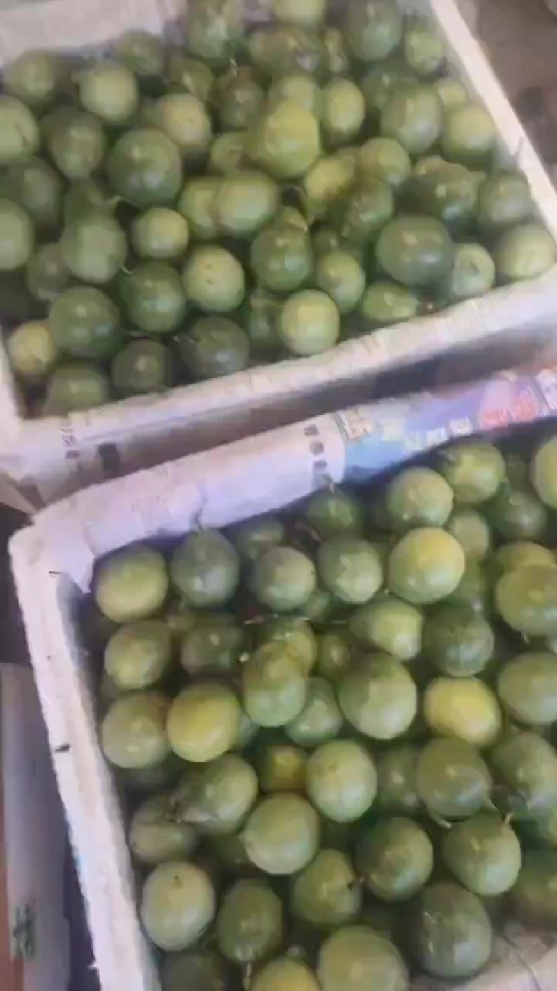 钦蜜九号黄金