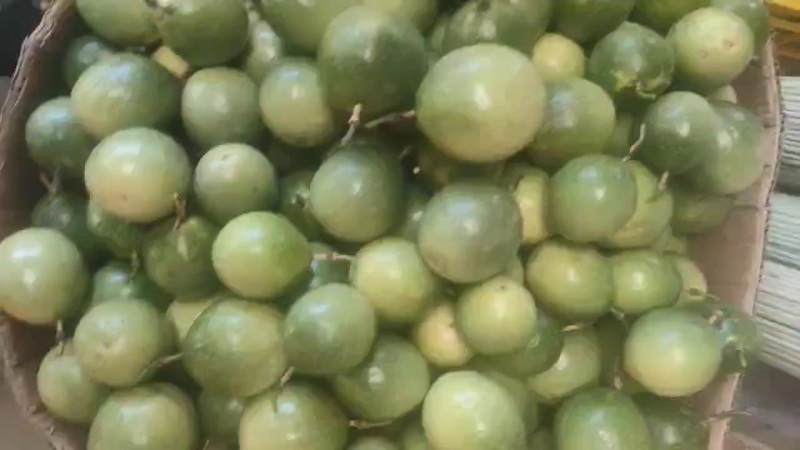 钦蜜九号黄金