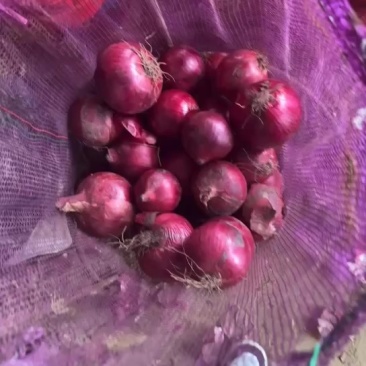 精品紫皮圆葱